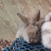 بچه خرگوش لوپ نسکافه‌ای|موش و خرگوش|کرمان, |دیوار