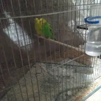 مرغ عشق های مولد تخم دار|پرنده|خرمدره, |دیوار