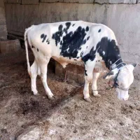 گاو خارجی حامله با گوساله نر آلمانی|حیوانات مزرعه|بندر ماهشهر, |دیوار