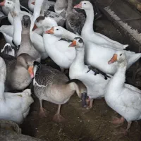 غاز محلی|حیوانات مزرعه|پیرانشهر, |دیوار