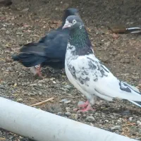 کبوتر‌پرشی