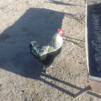 خروس  محلی|حیوانات مزرعه|عطاملک, |دیوار