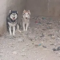 سرحال و باهوش|سگ|زاهدان, |دیوار