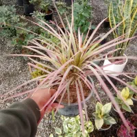 بار جدید انواع گلهای آپارتمانی|گل و گیاه طبیعی|بیرجند, |دیوار