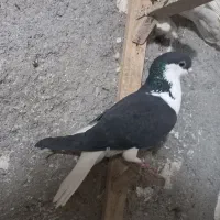 کبوتر رنگی و آلمانی