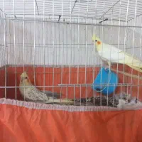 یک جفت طوطی عروس ۱۷۰۰۰۰۰تومان