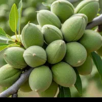 باغ ویلا.نمازگاه