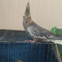 عروس ومرغ عشق|پرنده|اصفهان, جلالیه|دیوار