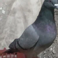 سبز پاکستان