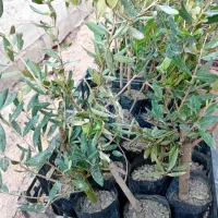 موجود نهال زود رس و دیررس|خدمات باغبانی و درختکاری|سنندج, |دیوار