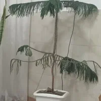 گل کاجی طبقه ای