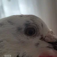 کله دم و پلاکی|پرنده|کارزان, |دیوار