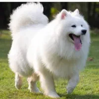 سگ نژاد سامویید اصل