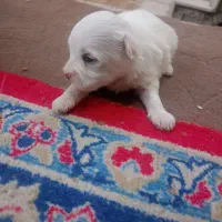 توله پاکوتاه