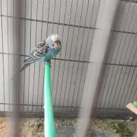 مرغ عشق|پرنده|شاهین‌شهر, خانه کارگر|دیوار