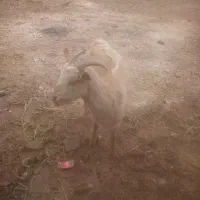 کولارسانن آبستن 2ونیم ماه یا3ماه|حیوانات مزرعه|گناباد, |دیوار