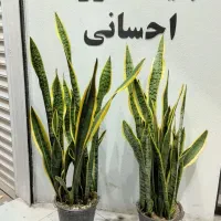 گل و گیاه آپارتمانی و زینتی|گل و گیاه طبیعی|قزوین, |دیوار