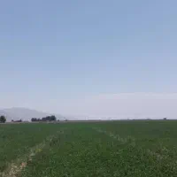 زمین کشاورزی  مرودشت  پشت پاسگاه تخت جمشید