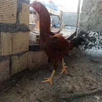 خروس لاری|حیوانات مزرعه|دره شهر, |دیوار