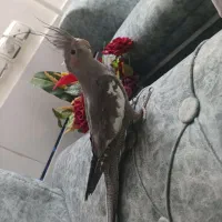 عروس هلندی ۵ ماهه سخنگو|پرنده|خمین, |دیوار