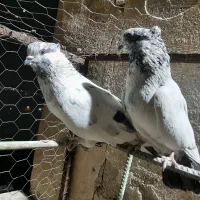 کفتر سو قدیم|پرنده|ری, عباسآباد|دیوار
