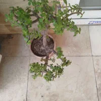 بنسای خرفه|گل و گیاه طبیعی|تهران, نیلوفر|دیوار