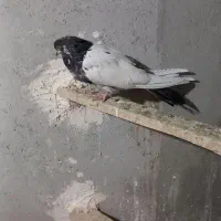 کبوتر ماده کله دم سبز نوک ریز