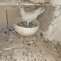کفتر ساده سرخ و|پرنده|مشهد, طبرسی شمالی|دیوار