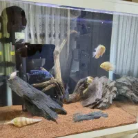 اکواریوم شرکتی K500 دلسا به همراه وسیله درحدنو