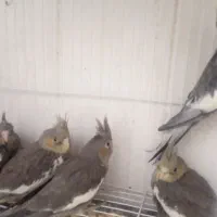 راهب دستی وعروس هلندی و....|پرنده|نیشابور, گنبد سبز|دیوار