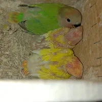 کوتوله برزیلی سرلاکی