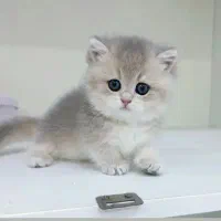 انواع گربه های کیوت