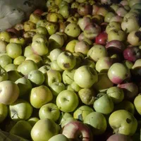 خرید سیب شهدی یا زیر درختی|خدمات باغبانی و درختکاری|شیروان (خراسان), |دیوار
