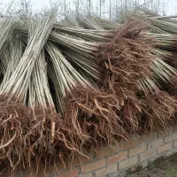 نهال صنوبر اصلاح‌شده|گل و گیاه طبیعی|اصلاندوز, |دیوار