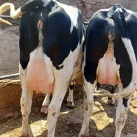 ۴راس تلیسه آبستن سنگین شناسنامه دار