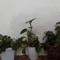 چهارتا گلدون گل قاشقی.