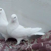 کبوتر سفید پرشی (تهرانی)