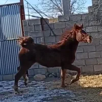کره مادیون ۲سالو نیم از کیهان میهمی