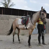 فروش اسب ترکمن مادیان فروش چک معتبر|اسب و تجهیزات اسبسواری|کرج, شهرک الهیه|دیوار