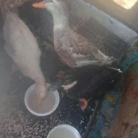 اردک زیر قیمت