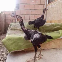 جوجه لاری خ ر ی د ا ر م