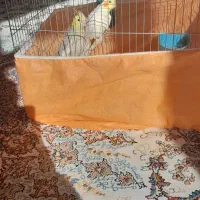 عروس هلندی|پرنده|تکاب, |دیوار