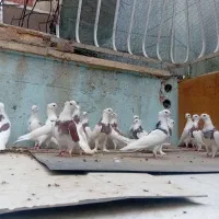 کبوتر طوقی شازده. سفید|پرنده|اصفهان, باب الدشت|دیوار