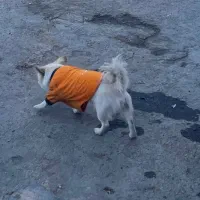 سگ پامرانین|سگ|قم, آزادگان|دیوار