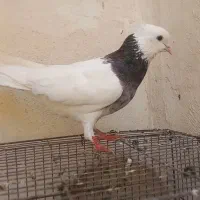 سرخ و طوق هفت رنگ نر