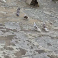 کفتر،کبوتر