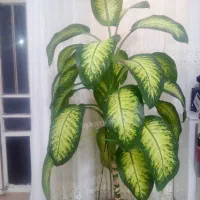 گل دیفن|گل و گیاه طبیعی|خرمآباد, |دیوار