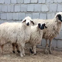 گوسفند با بره های دوقلو