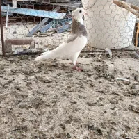 سینه سوسنی طوقی سوسنی|پرنده|مرودشت, استادیوم‎|دیوار