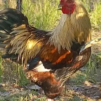 چهارعددخروس ده ماهه